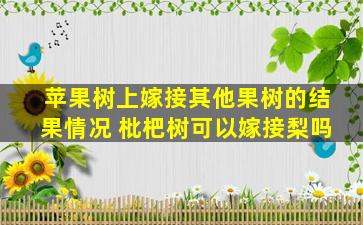 苹果树上嫁接其他果树的结果情况 枇杷树可以嫁接梨吗